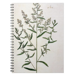 Carnet L'estragon, plaquent 116 "d'un de fines herbes