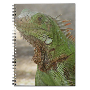 Carnet Lézard Lounging