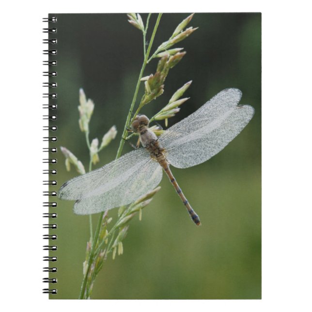Carnet Libellule Darner couverte de rosée (Devant)