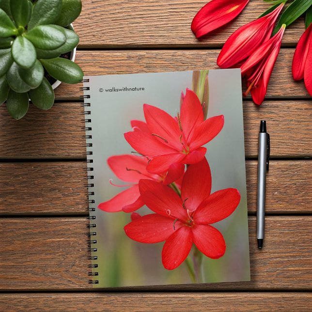 Carnet Lily de Kaffir / Lys de rivière / Hesperantha Cocc (River Lily Hesperantha Coccinea Journal Cover Photo)