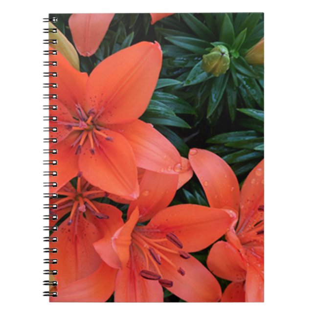 Carnet Lily orange (Devant)