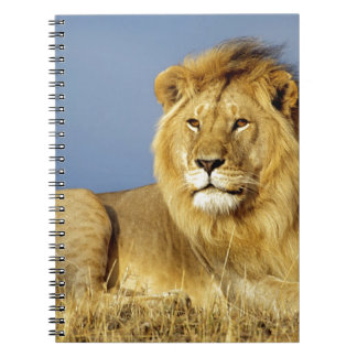 Carnet Lion