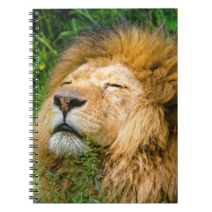 Carnet Lion