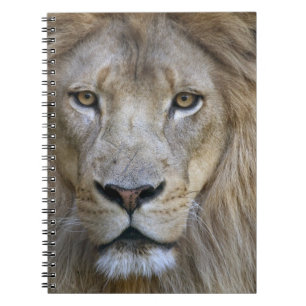 Carnet Lion adulte mâle au zoo de Sacramento, CA