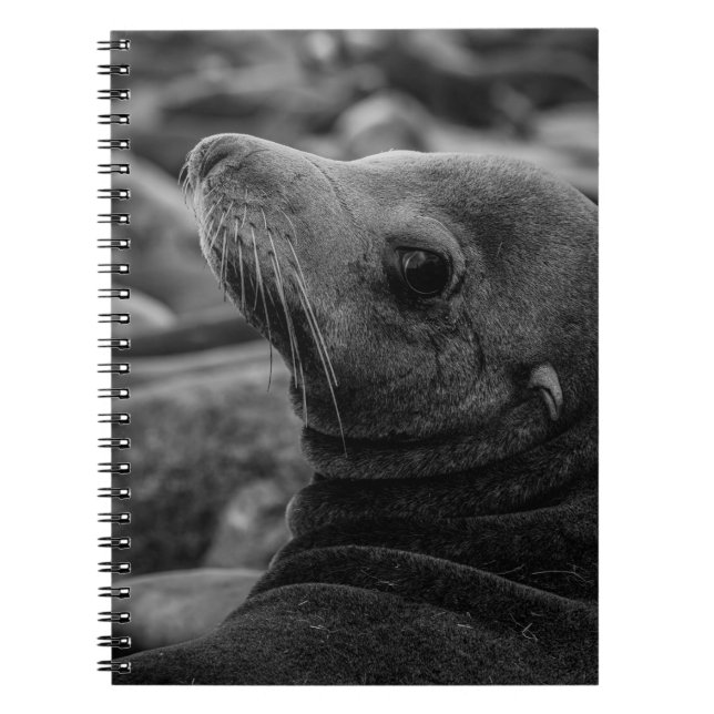 Carnet Lion de mer - Jolie photo de la faune (Devant)