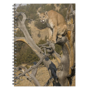 Carnet Lion de montagne, aka puma, couguar ; Puma concolo