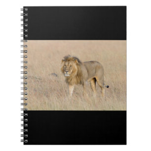 Carnet Lion marche