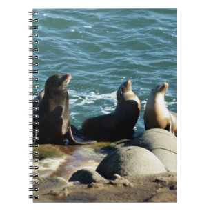 Carnet Lions de la mer de San Diego