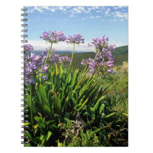 Carnet Lis africain (Agapanthus praecox), Mossel Bay