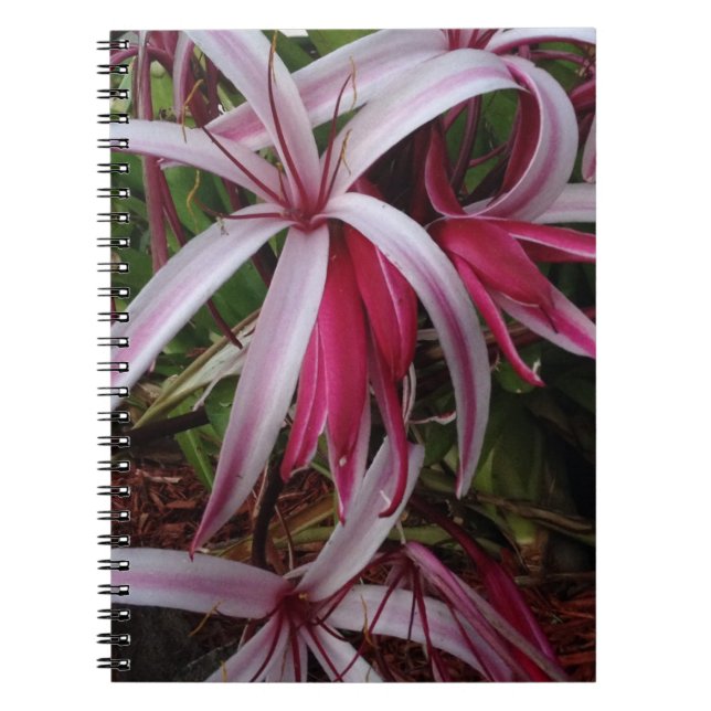 Carnet Lis pourpre de Crinum de la Reine Emma (Devant)