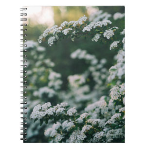 CARNET LUMIÈRE DU MATIN