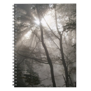 Carnet Lumière Solaire À Travers Les Arbres Bois Sombre