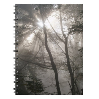Carnet Lumière Solaire À Travers Les Arbres Bois Sombre