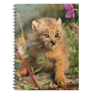 Carnet Lynx Kitten, Canada, Alaska