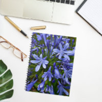 Lys bleu du Nil Agapanthus Floral