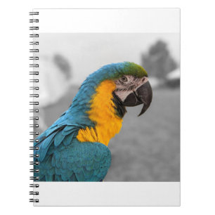 Carnet Macaw Parrot