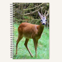 Magnifique Cerf Brocard Paysage Rural Animal
