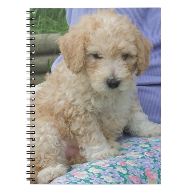 Carnet Magnifique chiot de cavapo regardant votre chemin, (Devant)