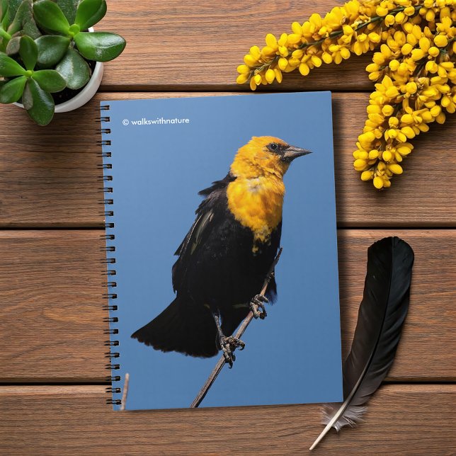 Carnet Magnifique oiseau-noir à tête jaune lors d'une jou (Gorgeous Yellow-Headed Blackbird Journal Cover Photo)