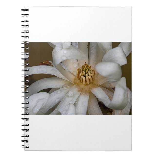 Carnet Magnolia étoilé (Devant)