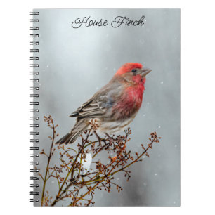 Carnet Maison Finch en Neige - Photo originale