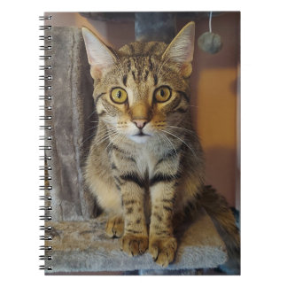 Carnet Maison Tiger