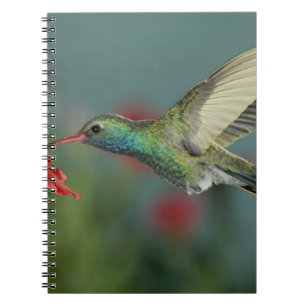 Carnet mâle se nourrissant sur Petunia, Madera Canyon, Ar