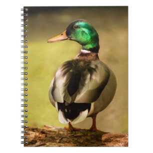 Carnet Mallard Duck