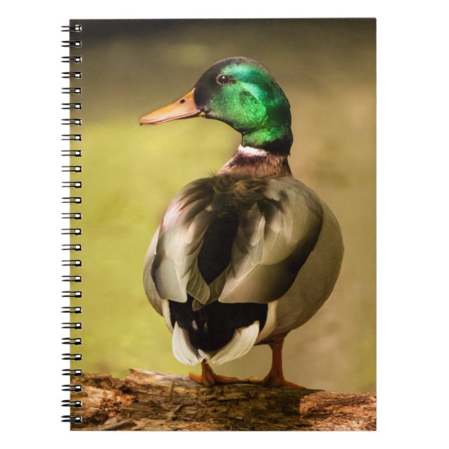 Carnet Mallard Duck (Devant)