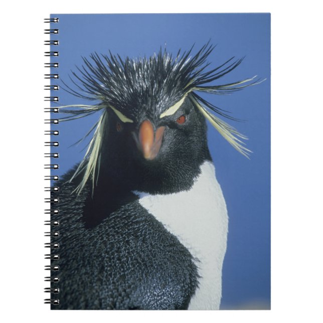 Carnet Manchot à tête noire (Eudyptes chrysocome) (Devant)