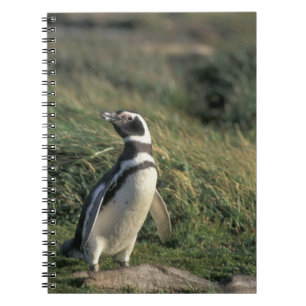 Carnet Manchot de Magellan (Spheniscus magellanicus),