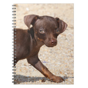 Carnet Marche de chiot de chiwawa