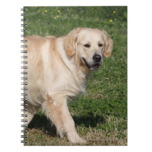 Carnet Marche de golden retriever