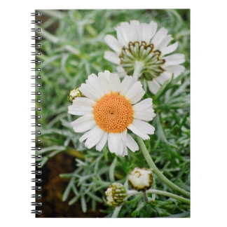 Carnet Marguerite des prés