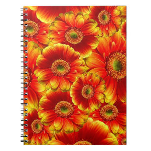 Carnet Marguerites de Gerbera jaune et orange