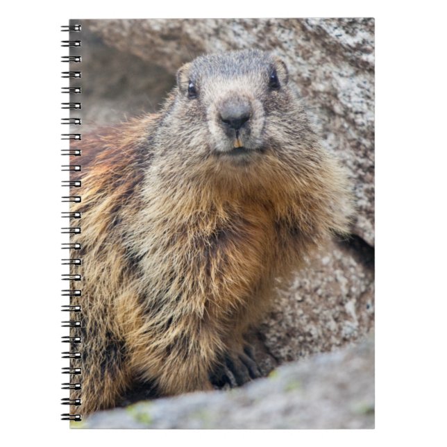 Carnet Marmotte alpine (Devant)