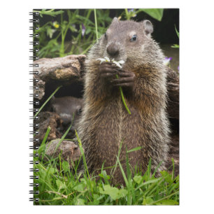 Carnet Marmotte mâchonnant une fleur
