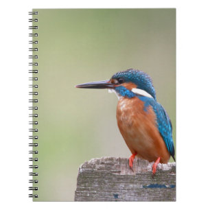 Carnet Martin pêcheur.