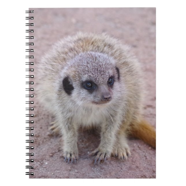 Carnet Meerkat (Devant)