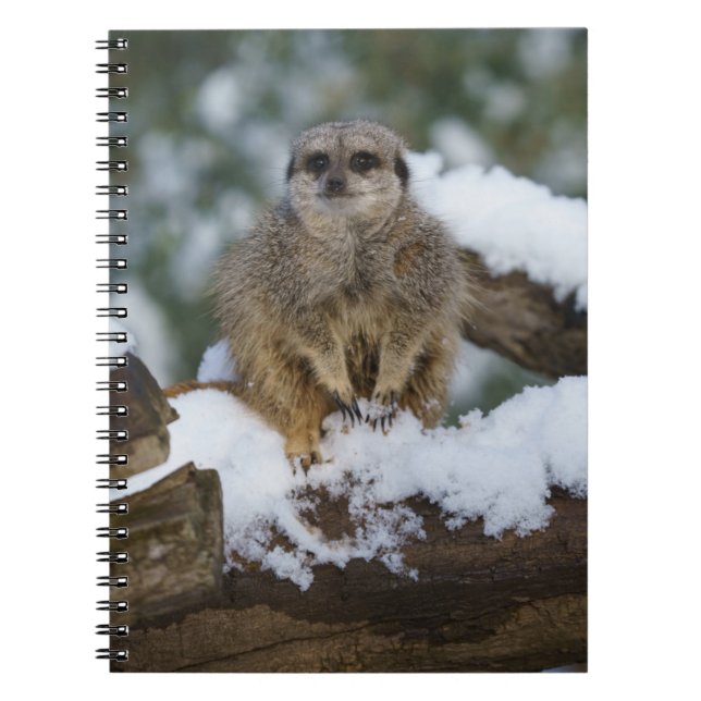 Carnet Meerkat Dans La Neige (Devant)