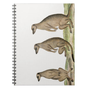 Carnet Meerkats Suricata suricatta