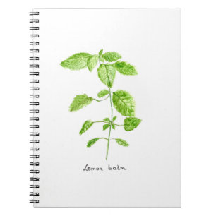 Carnet Mélisse eau jardin aquarelle
