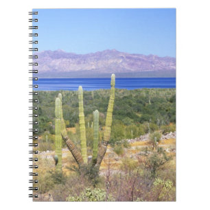 Carnet Mexique, Basse Californie du Sud, Cardon Cactus à