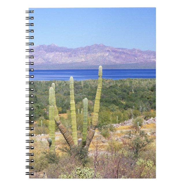 Carnet Mexique, Basse Californie du Sud, Cardon Cactus à (Devant)