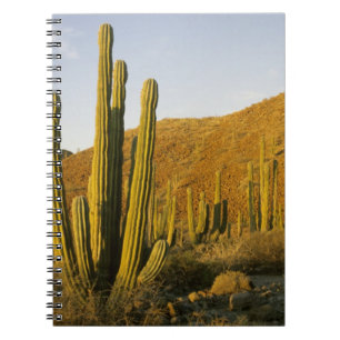 Carnet Mexique, Basse-Californie, île Santa Catalina, Mer