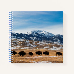 Carnet Migration des bisons