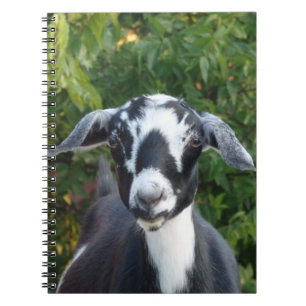 Carnet Mini-chèvre laitière noire et blanche