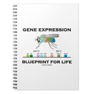 Carnet Modèle d'expression du gène pour des gènes de