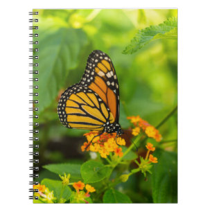 Carnet Monarch On Lantana