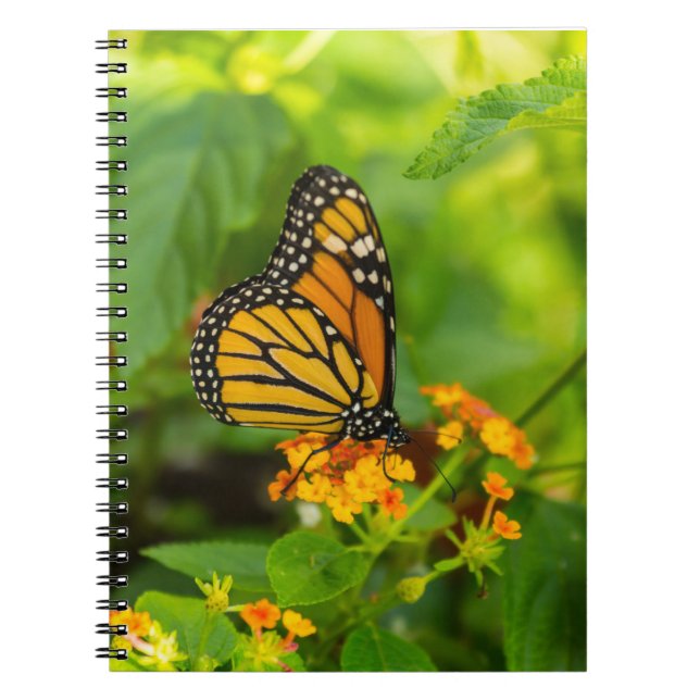 Carnet Monarque Sur Lantana (Devant)